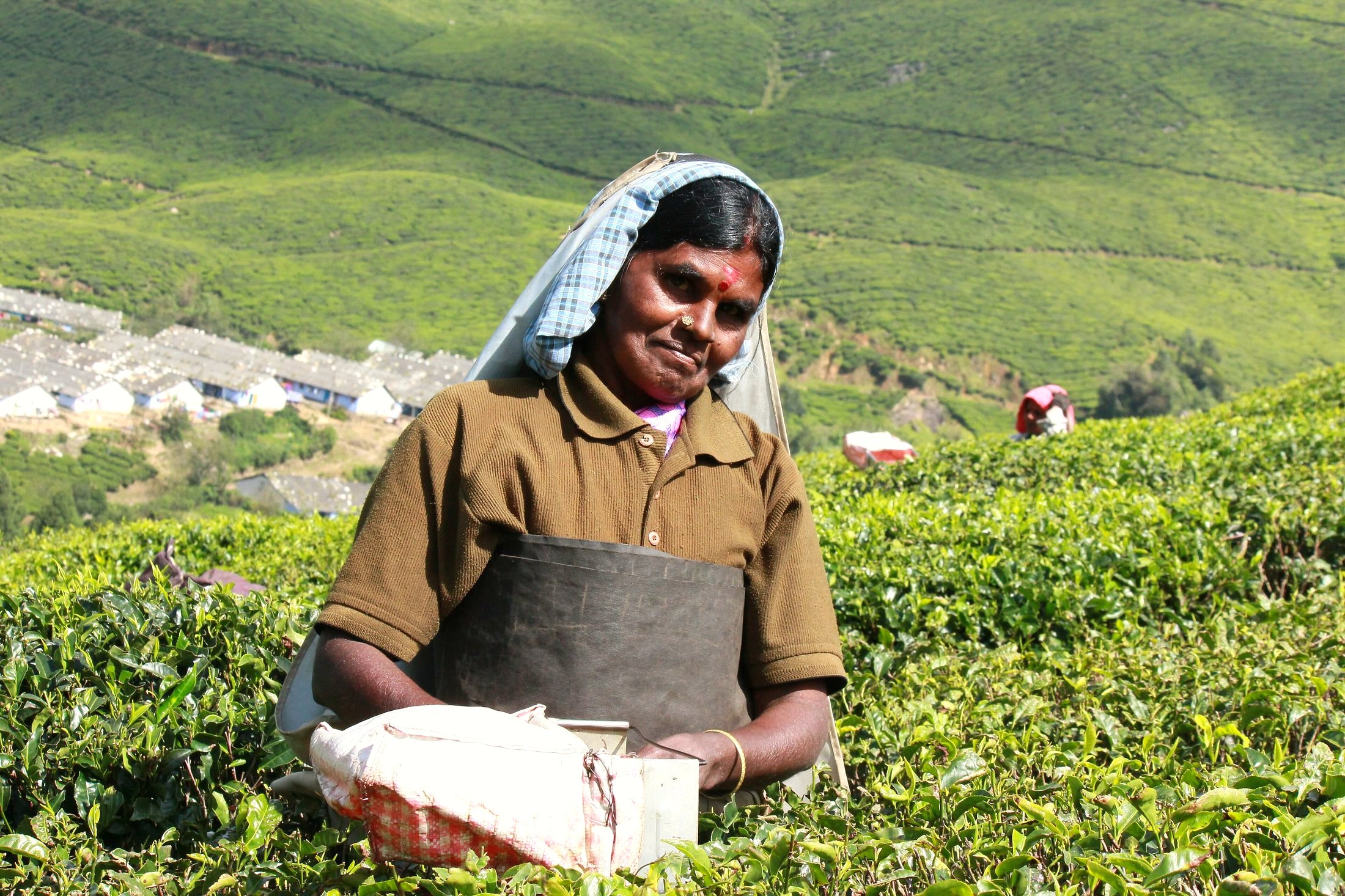 Tea Tour in India