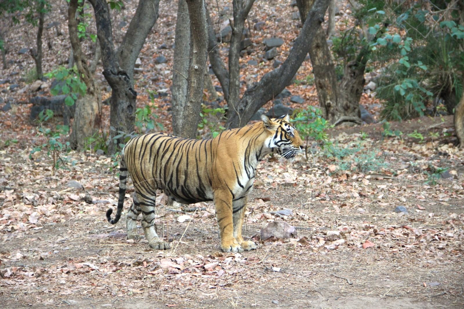 Bandhavgarh